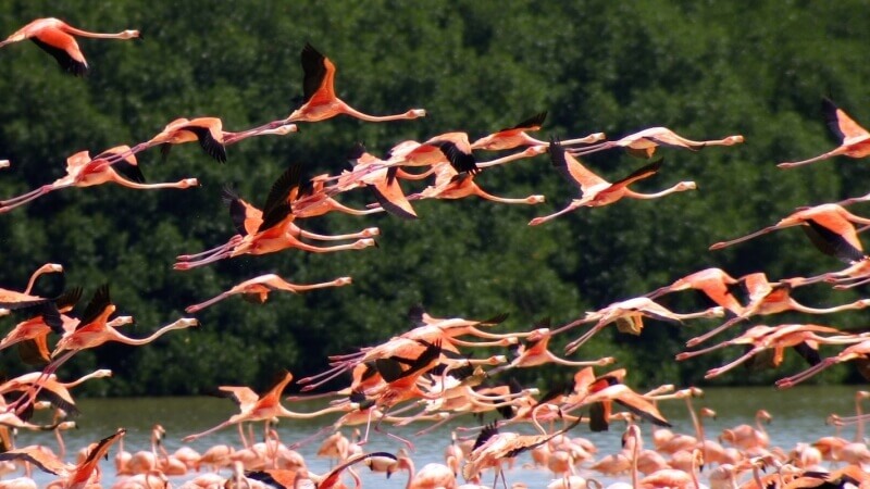 La Camargue, séjours de vacances à Sommières, Gard