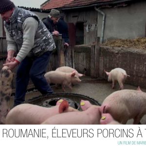 Roumanie, éleveurs porcins à terre Film projeté le 26 novembre au centre Ethic étapes le Cart, dans le cadre du festival AlimenTerre